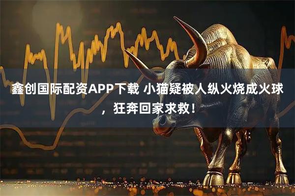 鑫创国际配资APP下载 小猫疑被人纵火烧成火球，狂奔回家求救！