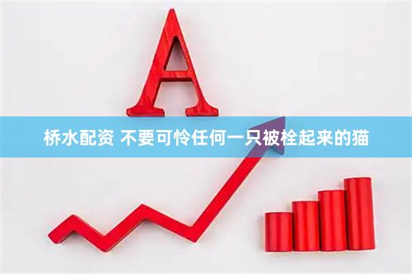 桥水配资 不要可怜任何一只被栓起来的猫